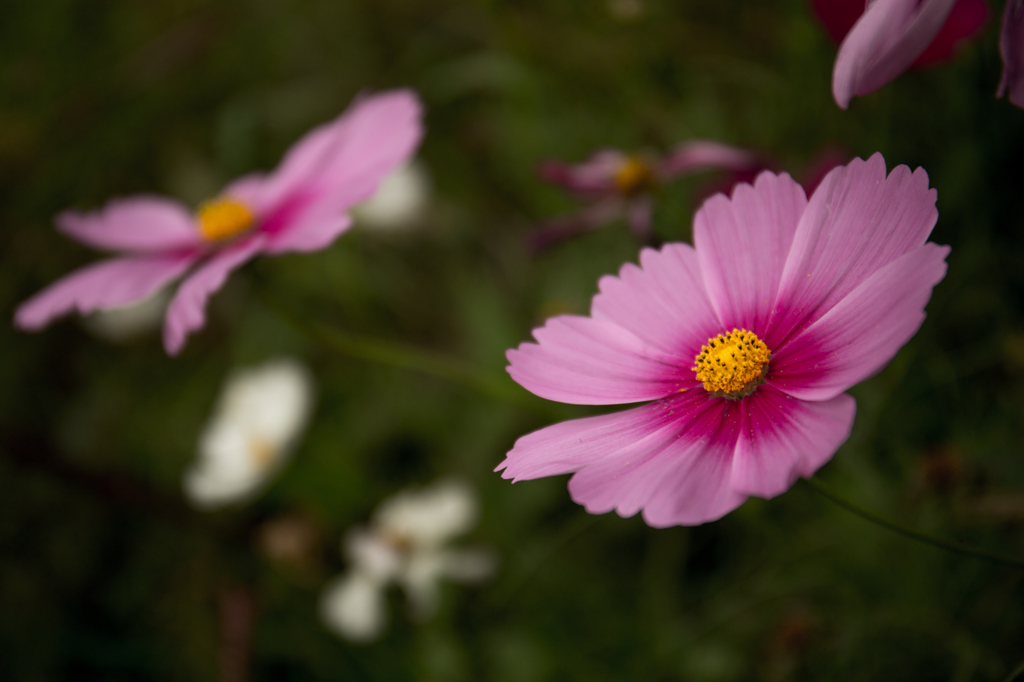 咲き誇るコスモス