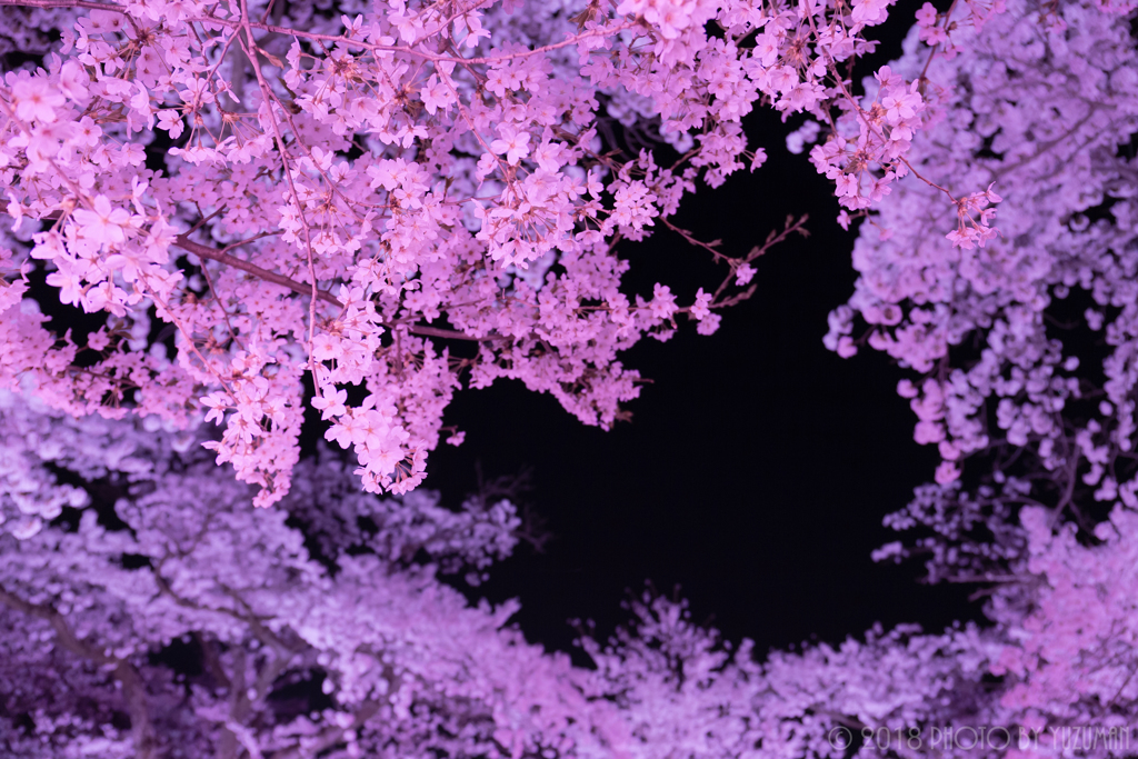 白波桜