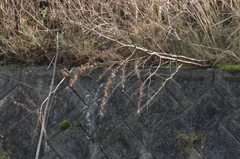 三度の飯より鳥撮りDay(9/10)