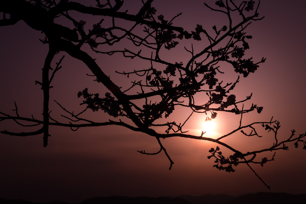 桜色に染まる空