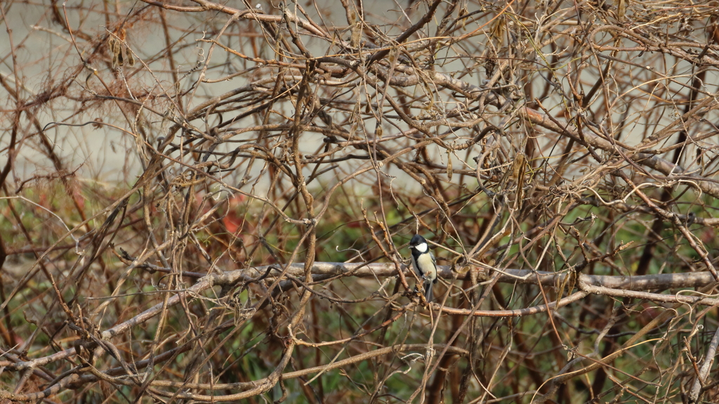 EF100-400+EXTENDER EF1.4×III試し鳥2(4/7)