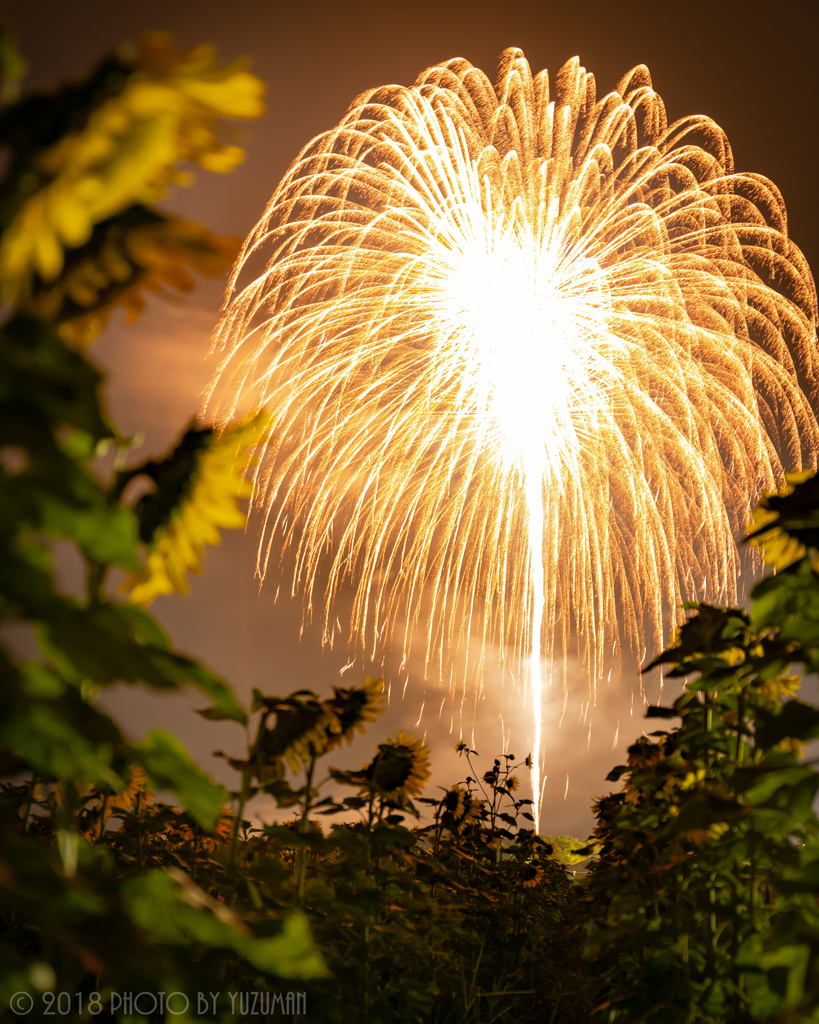 夏の大輪の花