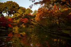 京都紅葉めぐり（30/50）