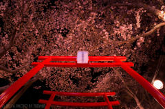 三ヶ瀧稲荷大明神の桜（4/5）