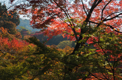 京都紅葉めぐり（15/50）