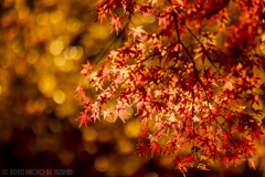 輝く紅葉