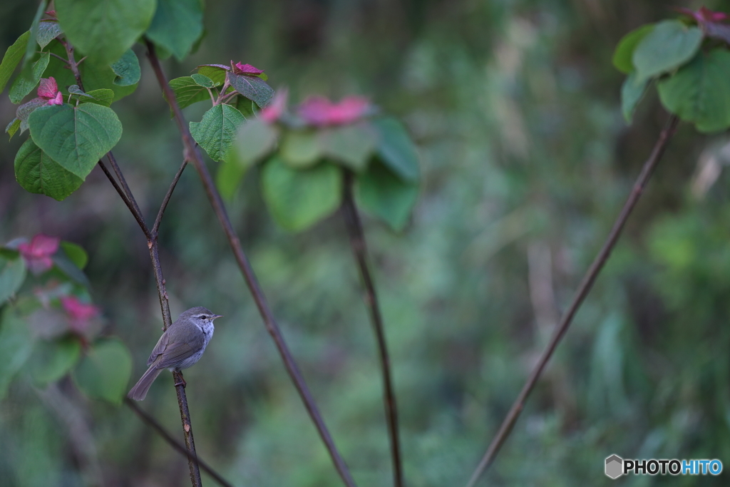 沿線に響くウグイスの美声