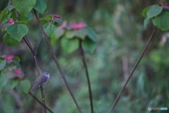 沿線に響くウグイスの美声
