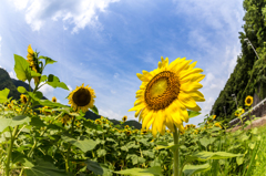 青空を望む夏の顔