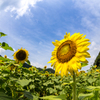 青空を望む夏の顔