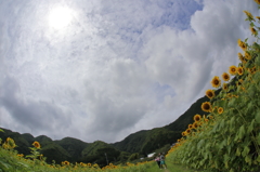 雲と向日葵(1/4)