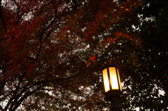 京都紅葉めぐり（40/50）