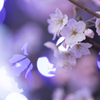 万葉岬の桜（７／７）