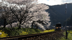 桜吹雪とディーゼル列車