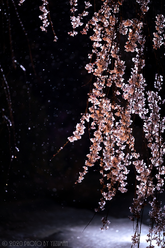 闇に浮かぶ枝垂れ桜