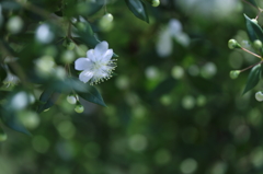 幸福の白い花