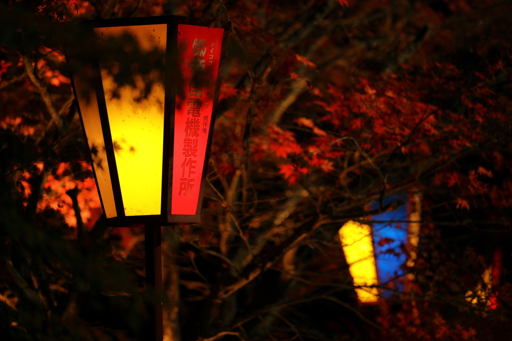 東山公園のもみじまつり