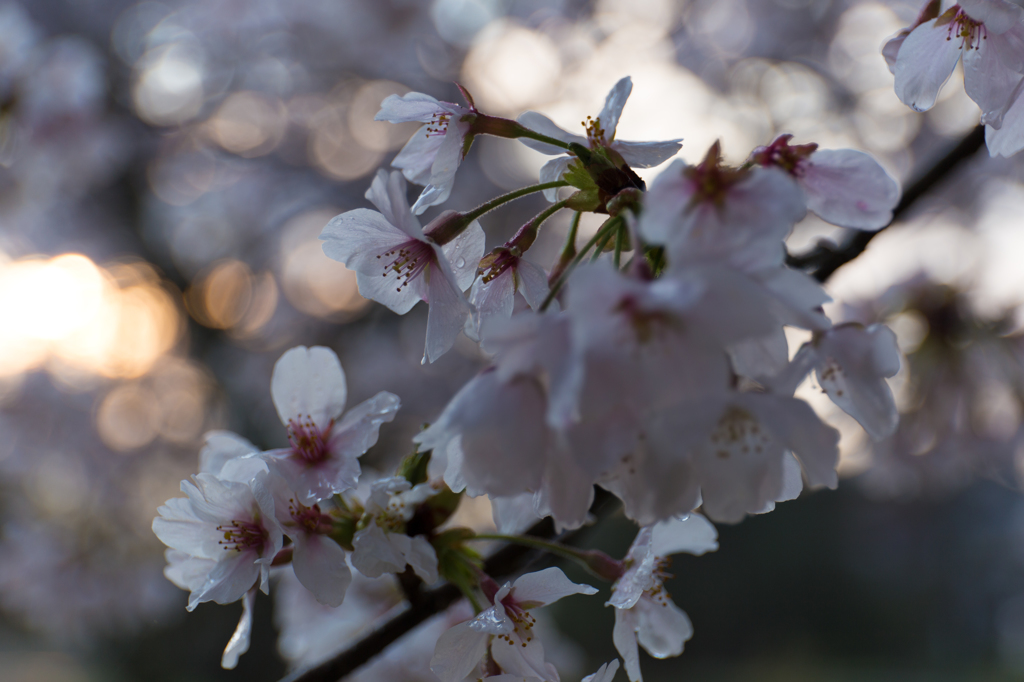 桜の玉ボケ添え