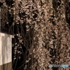 風に揺れる枝垂れ桜
