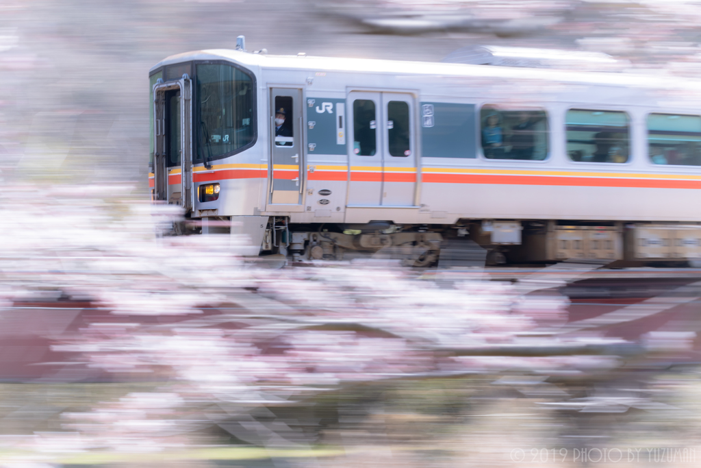 桜の波に乗って