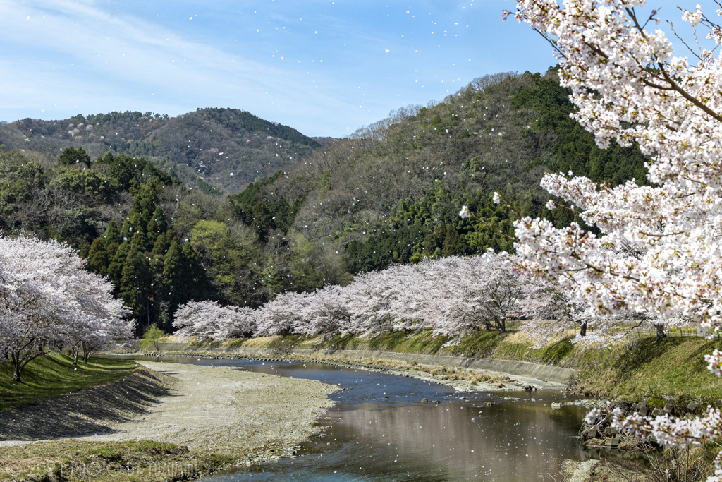 桜吹雪