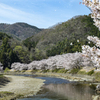 桜吹雪
