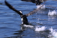 飛び立つ飛沫