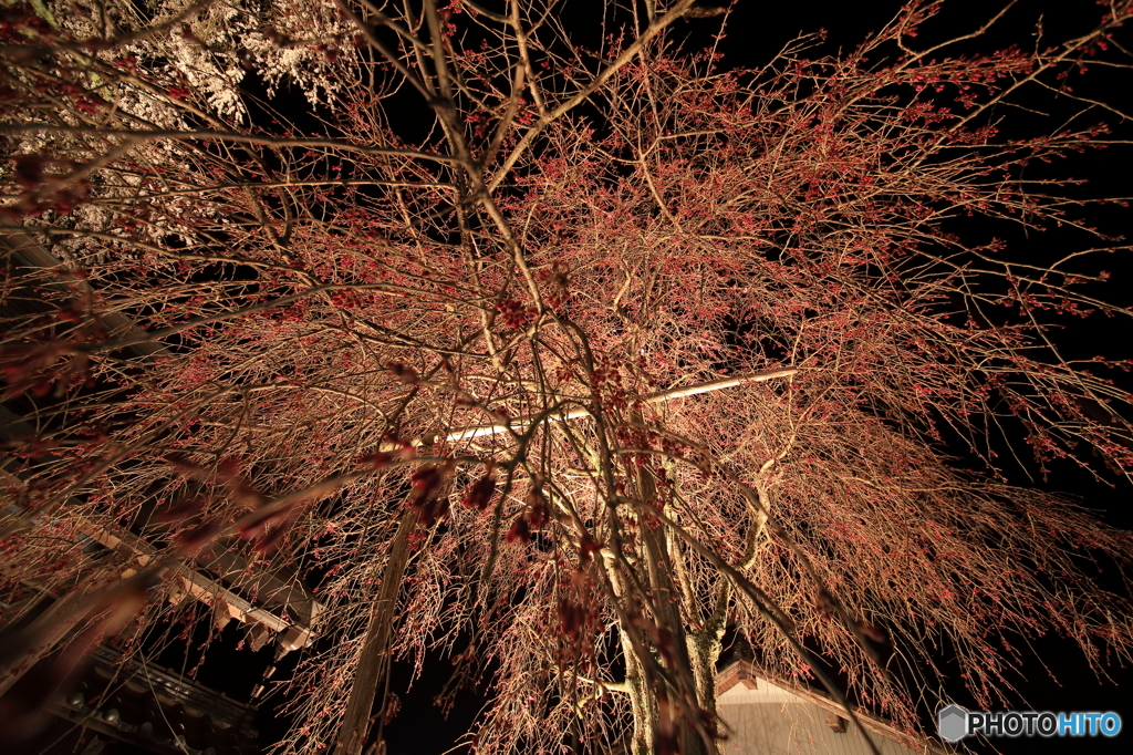 迫り桜