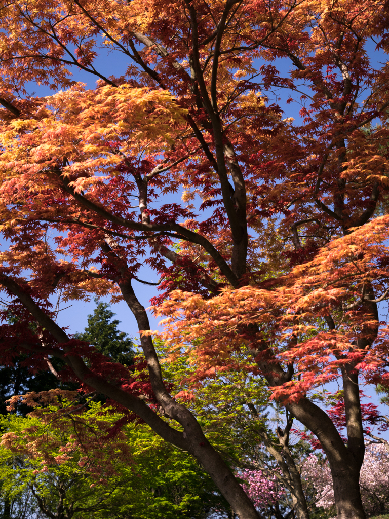 春の紅葉・橙