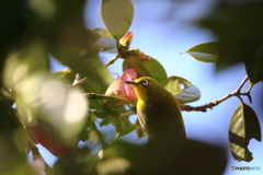 春の囀り