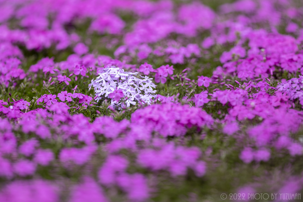 ヤマサの芝桜（４／１０）