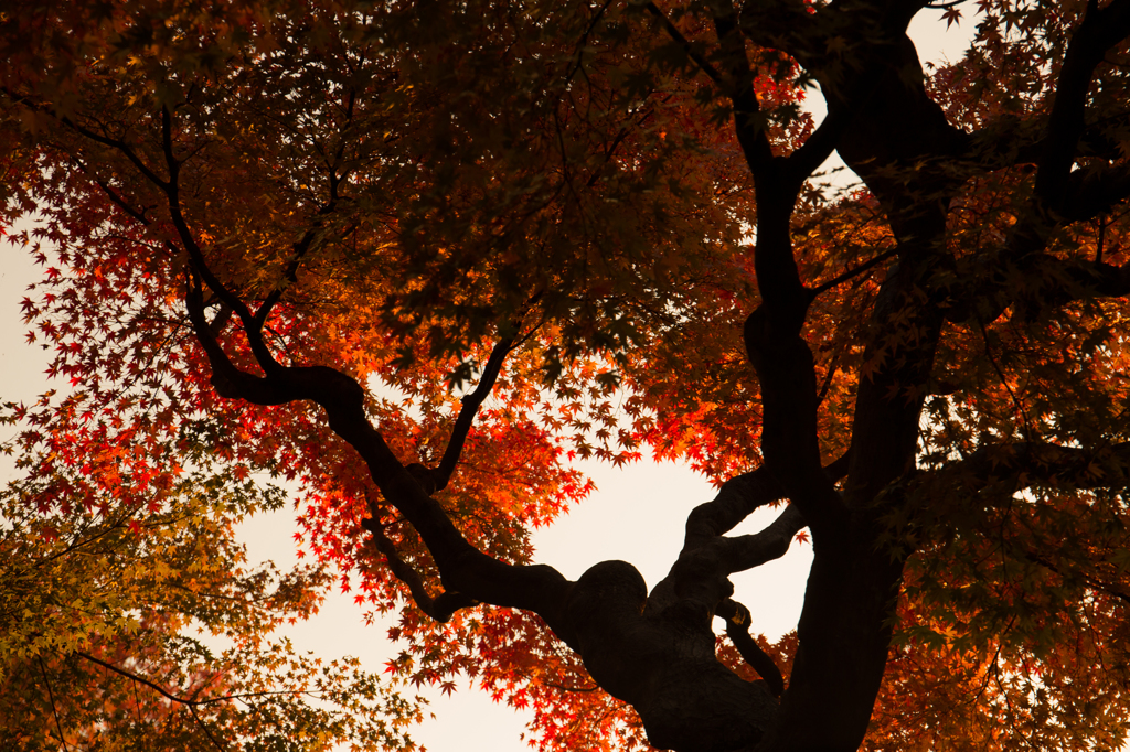 京都紅葉めぐり（34/50）