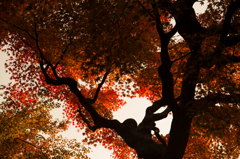 京都紅葉めぐり（34/50）