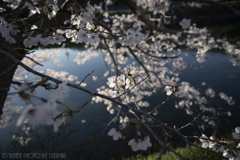 桜の光と影