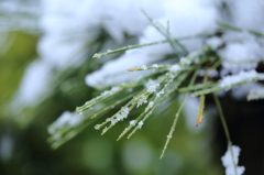松の葉・ちらし雪