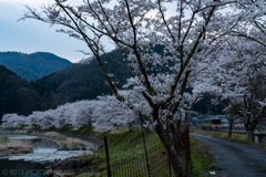 川沿いの桜