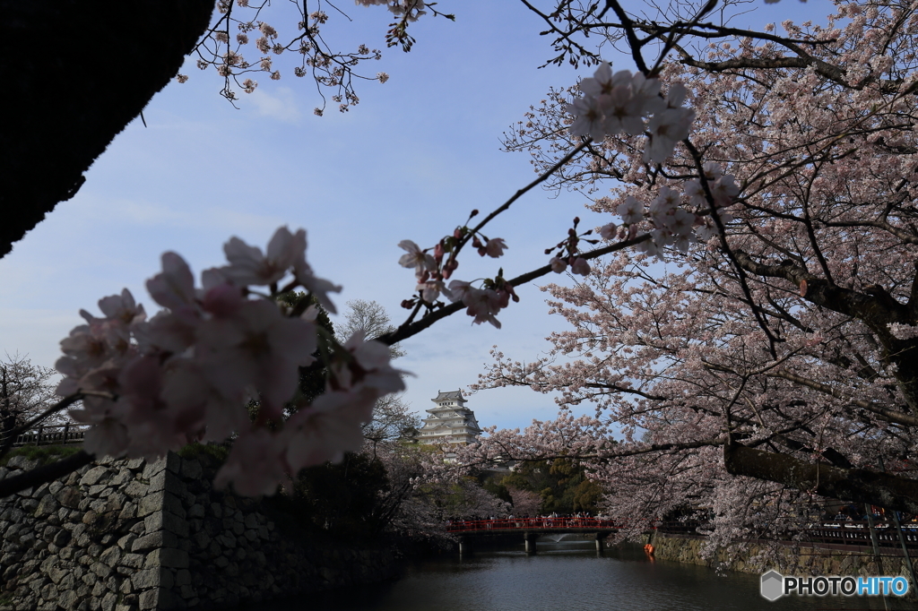 姫路城の桜（1/7）