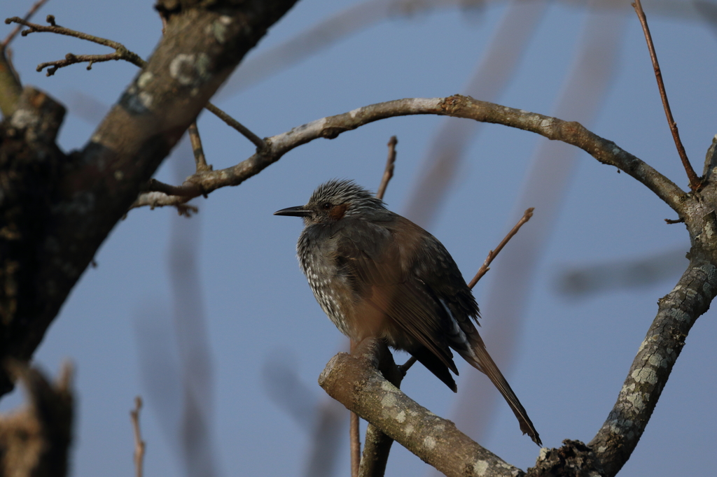 EF100-400+EXTENDER EF1.4×III試し鳥(5/5)