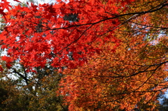 REDｘORANGE