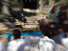 牡丹
