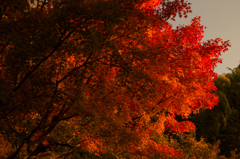 京都紅葉めぐり（31/50）