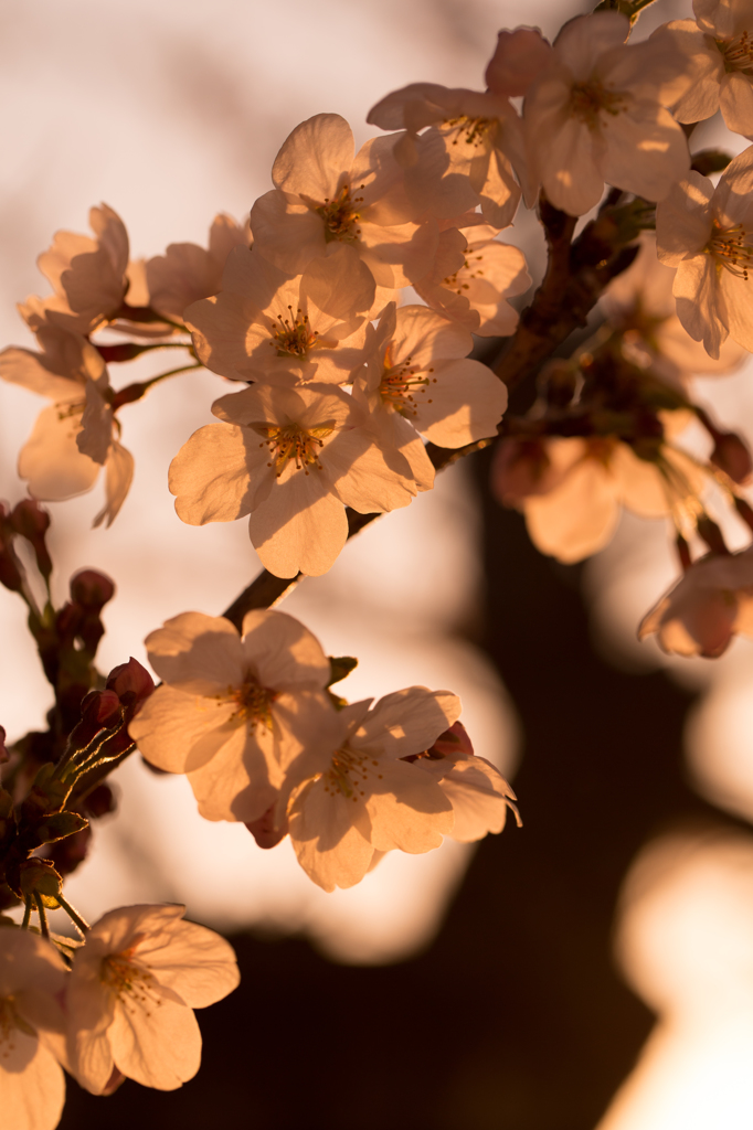 夕陽を浴びる桜