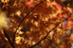 copper leaf