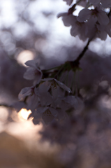 朝陽を浴びる桜