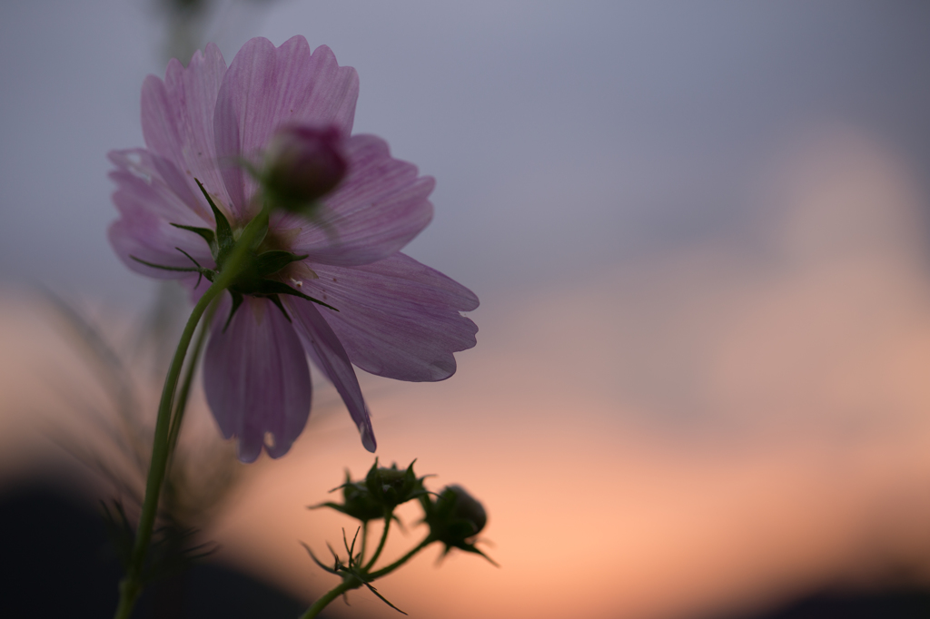 日の出を待つ秋桜（１）