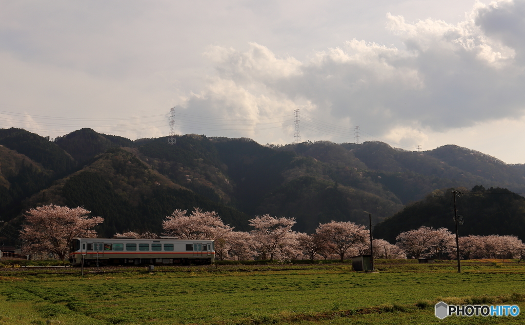 沿線の桜