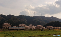 沿線の桜