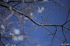 白雪舞う卒団大会