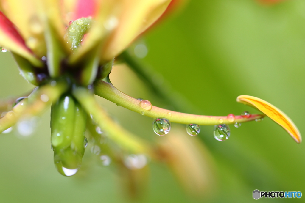 梅雨のビー玉