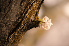 万葉岬の桜（２／７）